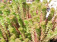 Sedum sexangulare (fam Crassulacees) (Europe) (3) (Photo F. Mrugala)